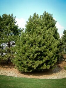 Сосна Чёрная (Pinus Nigra) купить по цене от 270.00р. в интернет-магазине «Посадика» с доставкой почтой в в Славгороде и по всей России – [изображение №1].