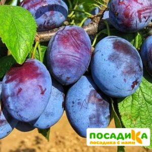 Слива Чачакская ранняя купить по цене от 229.00р. в интернет-магазине «Посадика» с доставкой почтой в в Славгороде и по всей России – [изображение №1].