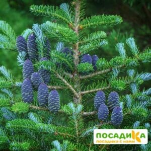 Пихта корейская (Abies koreana) купить по цене от 450.00р. в интернет-магазине «Посадика» с доставкой почтой в в Славгороде и по всей России – [изображение №1].