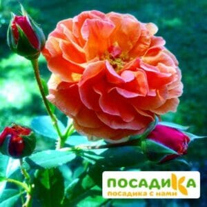 Роза Арабия купить по цене от 350.00р. в интернет-магазине «Посадика» с доставкой почтой в в Славгороде и по всей России – [изображение №1].