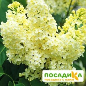 Сирень Примроуз (Primrose) купить по цене от 529.00р. в интернет-магазине «Посадика» с доставкой почтой в в Славгороде и по всей России – [изображение №1].