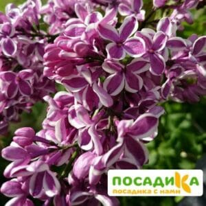 Сирень Сенсация купить по цене от 529.00р. в интернет-магазине «Посадика» с доставкой почтой в в Славгороде и по всей России – [изображение №1].