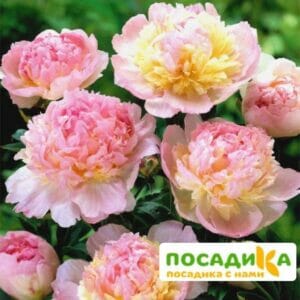 Пион Распберри Сандей (Paeonia Raspberry Sundae) купить по цене от 959р. в интернет-магазине «Посадика» с доставкой почтой в в Славгороде и по всей России – [изображение №1].