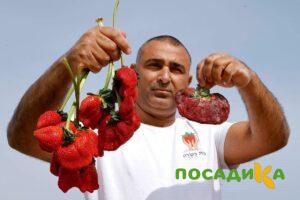 Клубника Гигант Джорнея купить по цене от 266р. в интернет-магазине «Посадика» с доставкой почтой в в Славгороде и по всей России – [изображение №1].