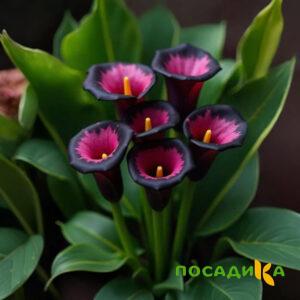 Калла Аура Лейс купить по цене от 400р. в интернет-магазине «Посадика» с доставкой почтой в в Славгороде и по всей России – [изображение №1].