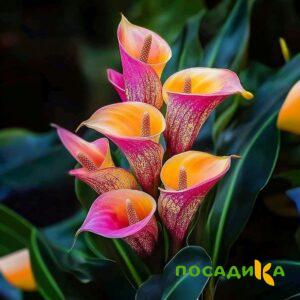 Калла Оникс купить по цене от 450р. в интернет-магазине «Посадика» с доставкой почтой в в Славгороде и по всей России – [изображение №1].