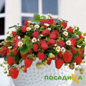 Клубника Рубиновый Шепот (горшечная) купить по цене от 240р. в интернет-магазине «Посадика» с доставкой почтой в в Славгороде и по всей России – [изображение №1].