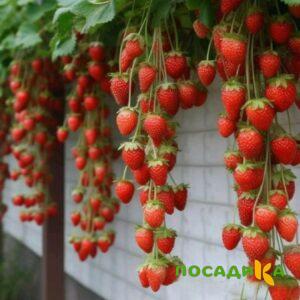 Клубника вьющаяся Комплимент купить по цене от 470р. в интернет-магазине «Посадика» с доставкой почтой в в Славгороде и по всей России – [изображение №1].