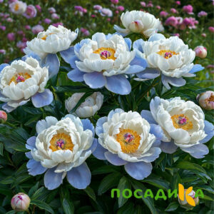 Пион акварельный Этюд купить по цене от 806р. в интернет-магазине «Посадика» с доставкой почтой в в Славгороде и по всей России – [изображение №1].