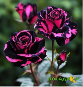 Роза Багровый Шепот купить по цене от 366р. в интернет-магазине «Посадика» с доставкой почтой в в Славгороде и по всей России – [изображение №1].