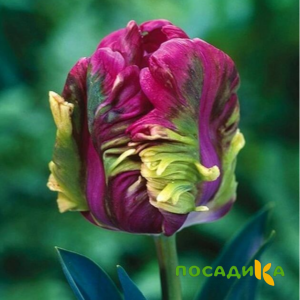 Тюльпан Экзотик Хэвен купить по цене от 186р. в интернет-магазине «Посадика» с доставкой почтой в в Славгороде и по всей России – [изображение №1].